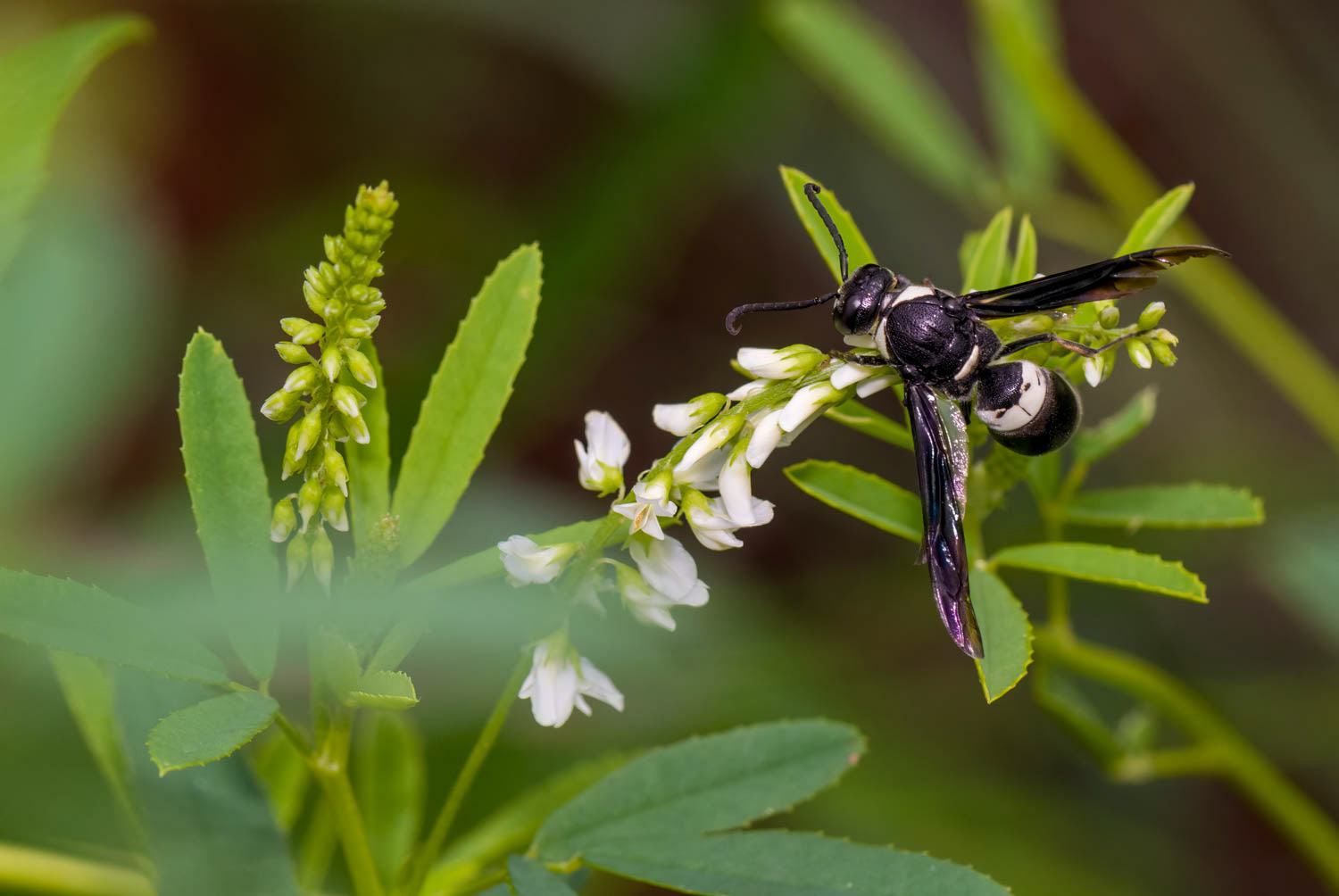 Mason Wasp (Mason Wasp)