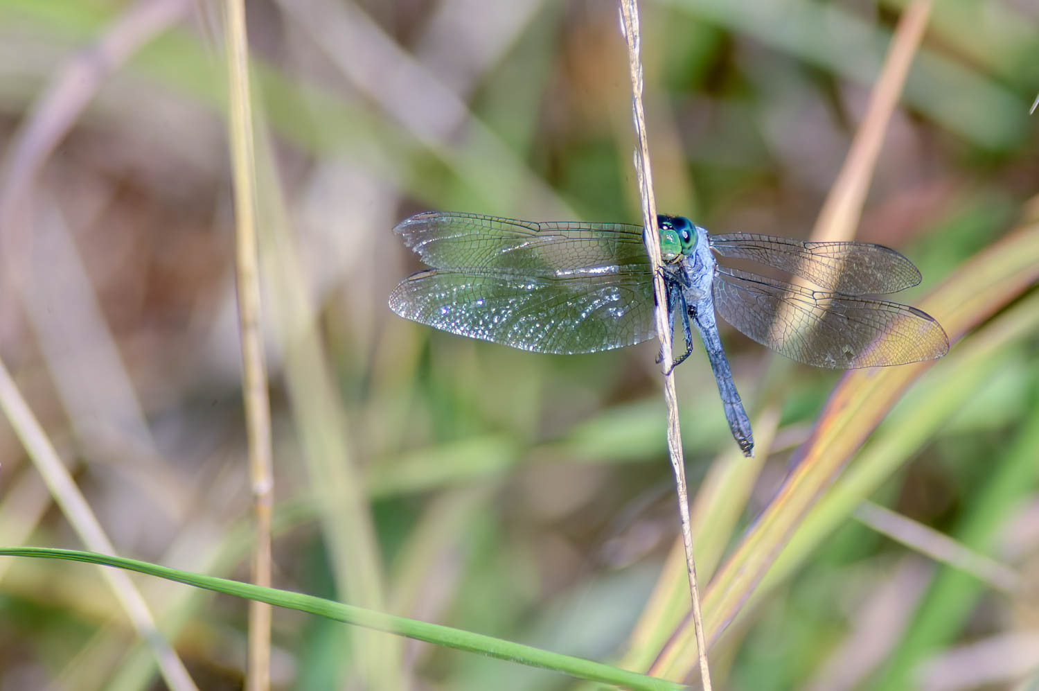 Eastern Pondhawk (Erythemis simplicicollis) Male