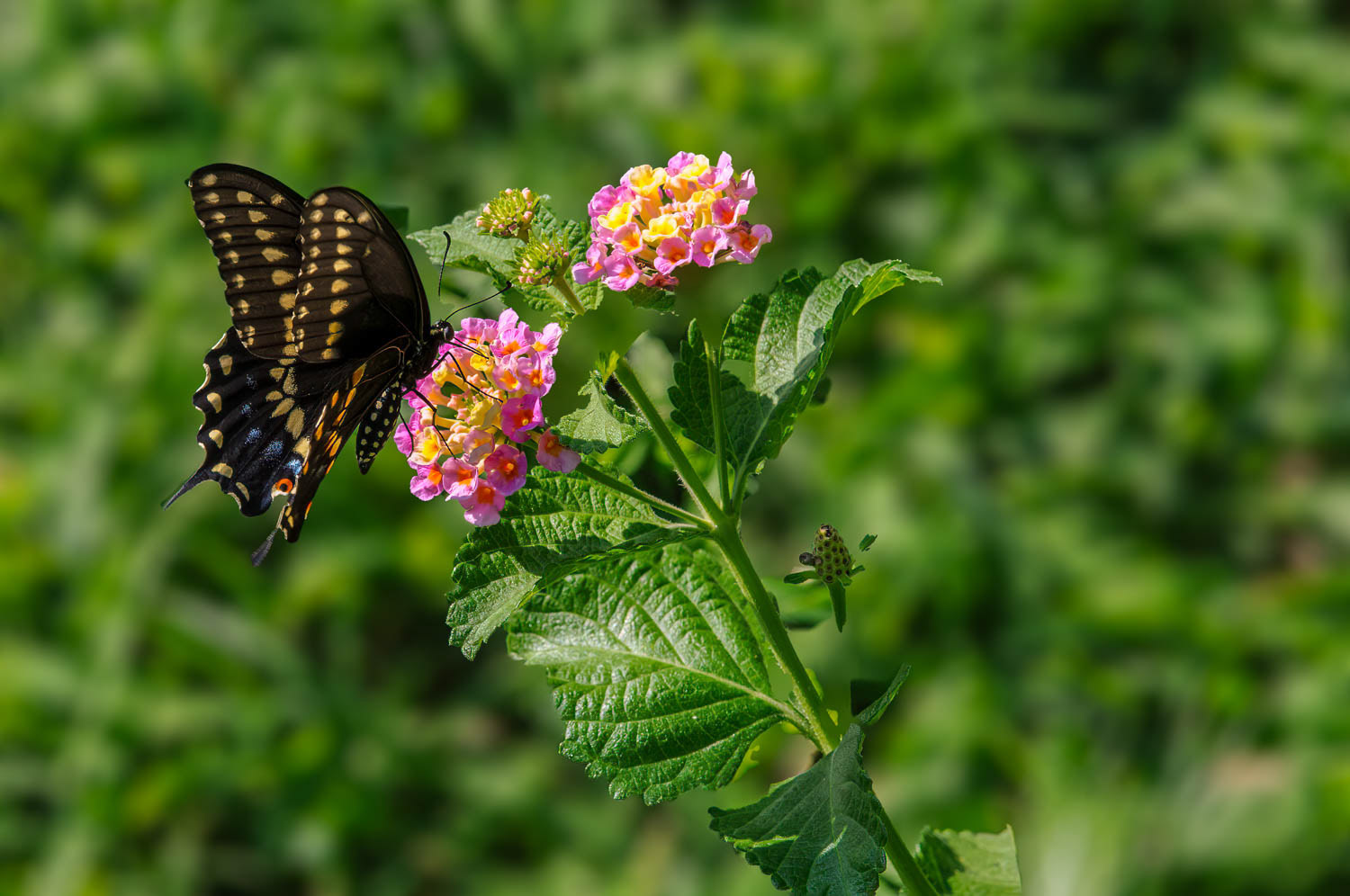 Black Swallowtail (Papilio polyxenes)