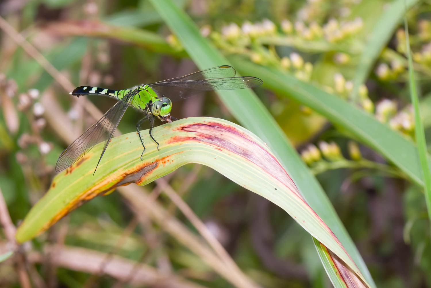 Eastern Pondhawk (Erythemis simplicicollis) Female