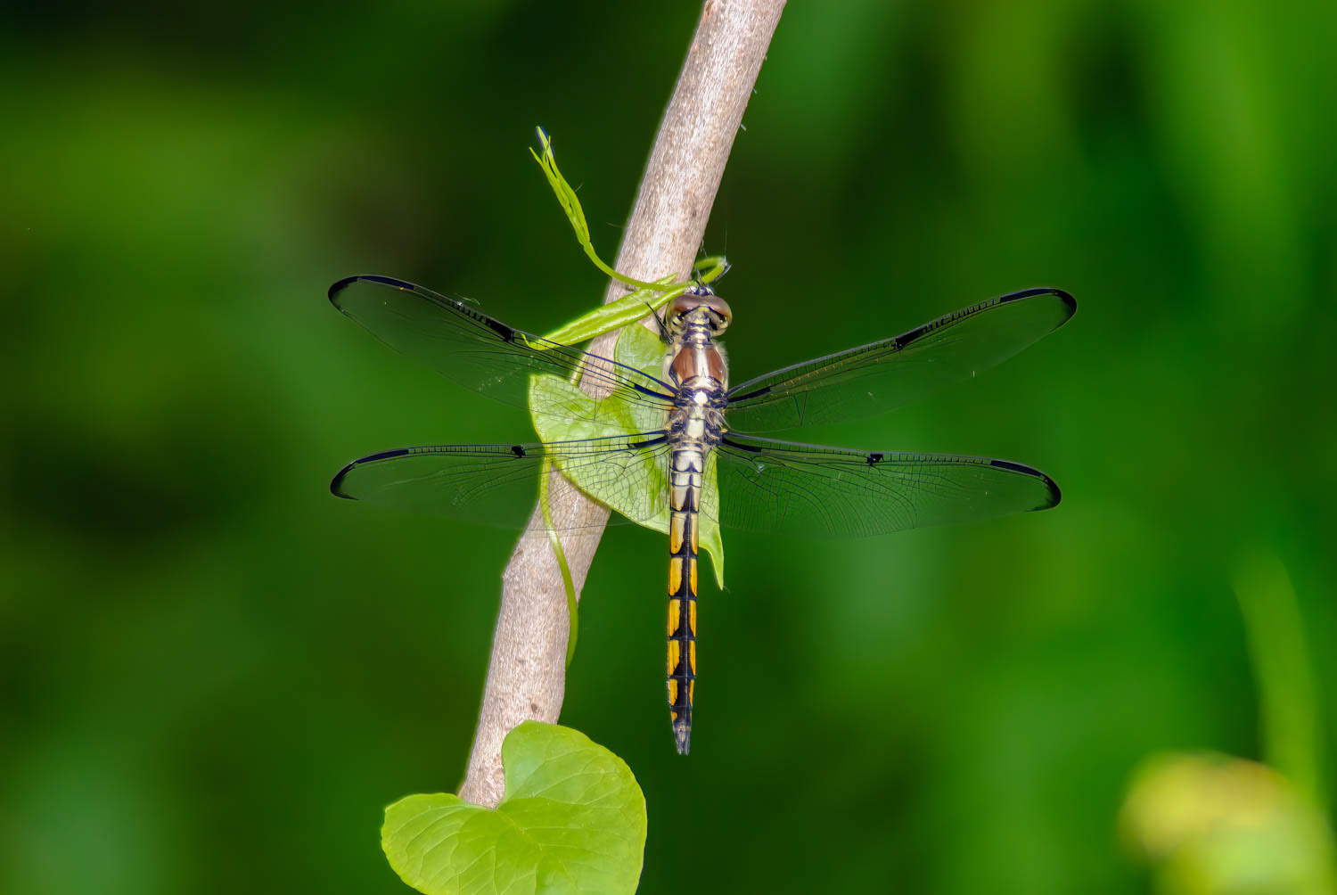 Great Blue Skimmer (Libellula vibrans) Female