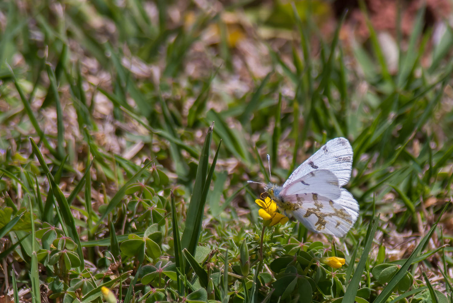 Olympia Marble (Euchloe olympia)