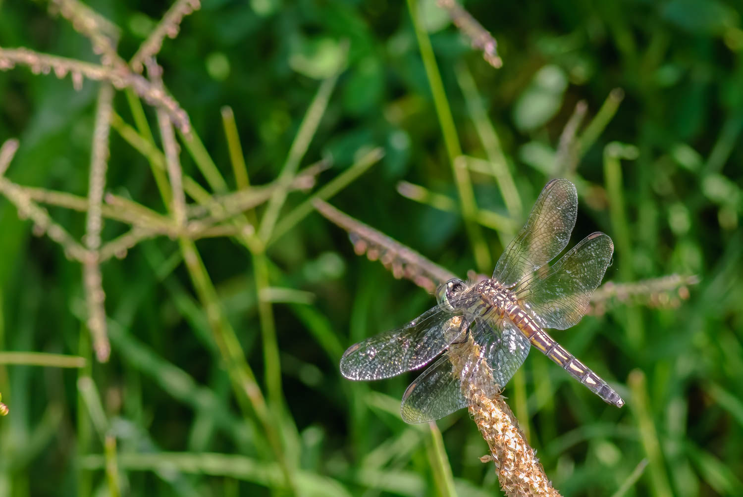 Blue Dasher (Pachydiplax longipennis) Female