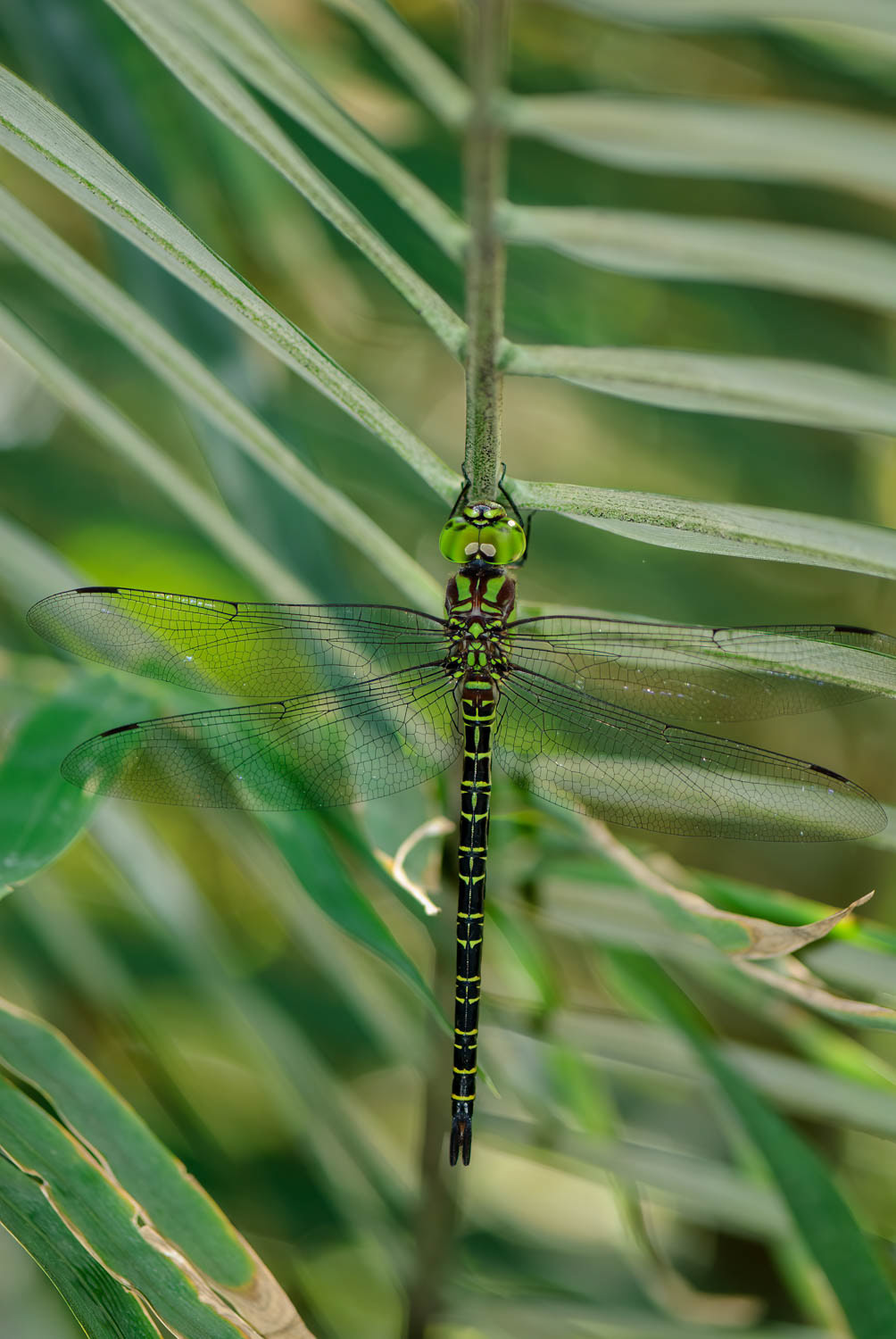 Regal Darner (Coryphaeschna ingens)