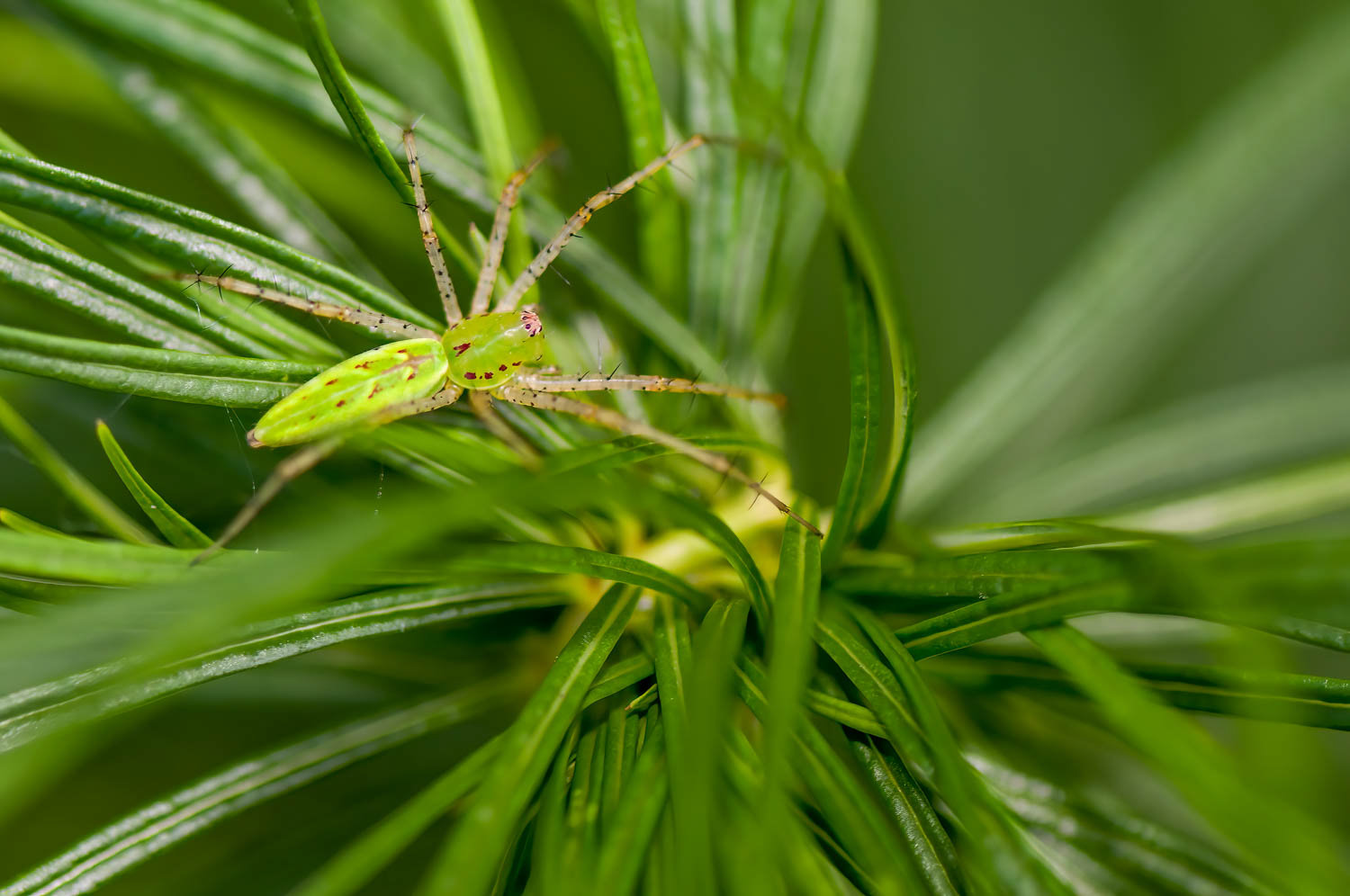 Green Lynx Spider (Peucetia viridans)