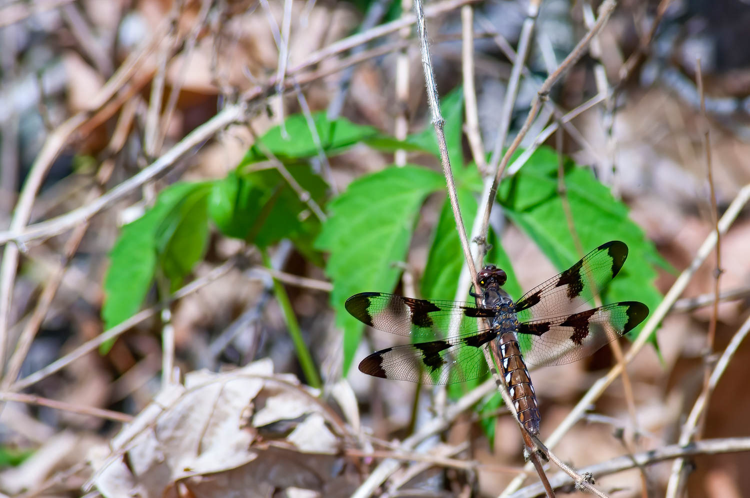 Common Whitetail (Libellula Lydia) Female