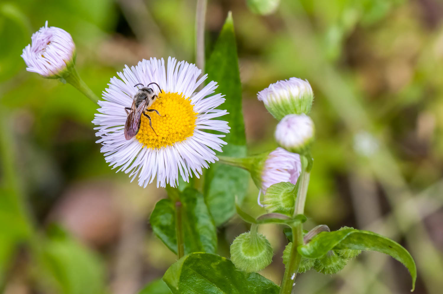 Leaf Cutting Bee (Megachilidae)