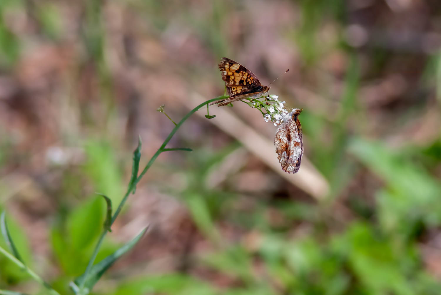 Pearl Crescent (Phyciodes tharos) Breeding Pair