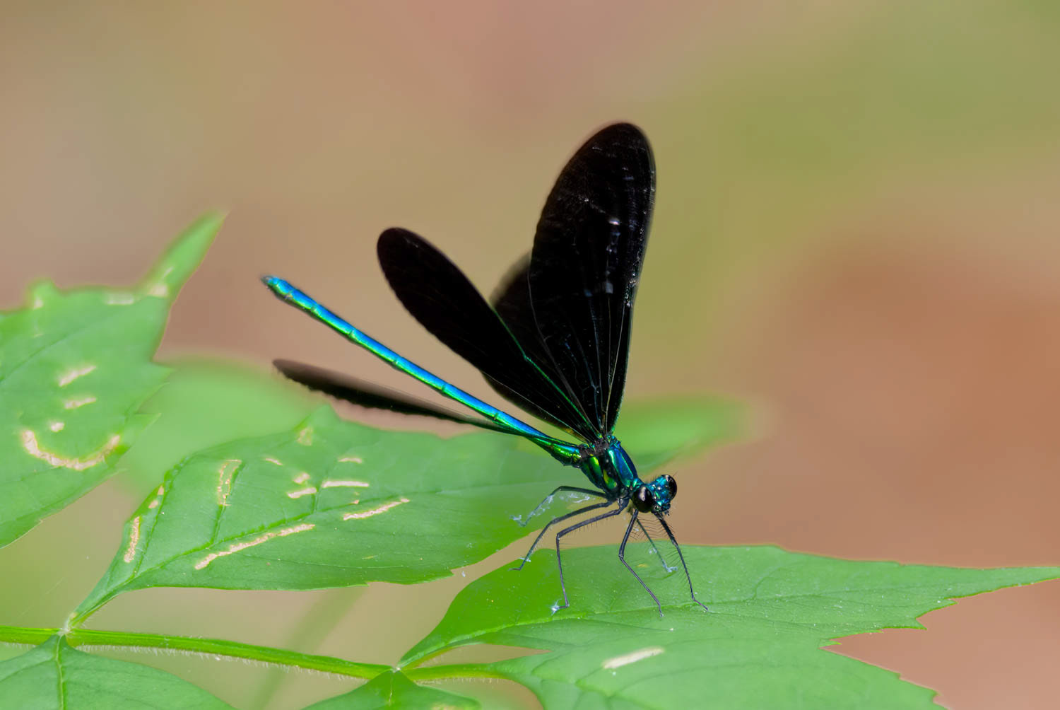 Ebony Jewelwing (Calopteryx maculata) Male