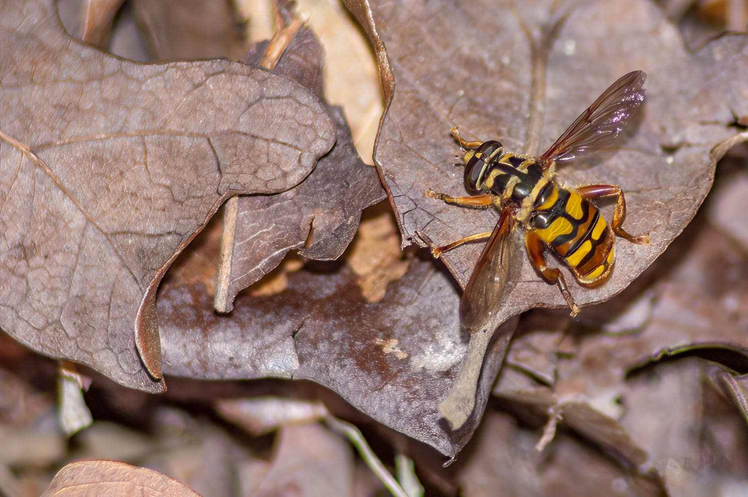 Yellowjacket Fly (Spilomyia longicornis)