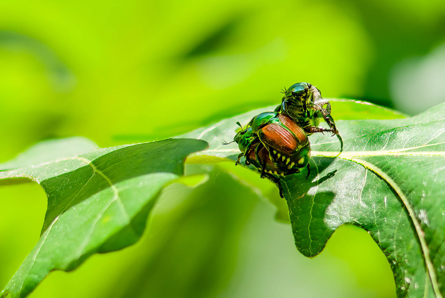 Japanese beetle (Popillia japonica) Breeding