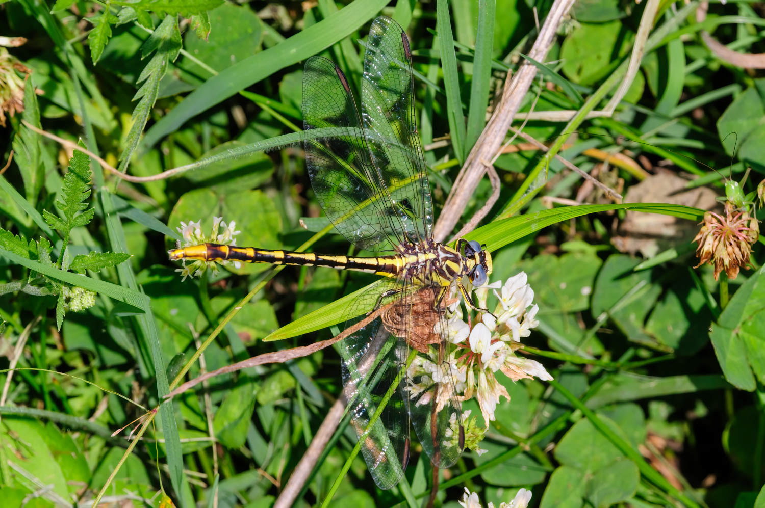 Common Sanddragon (Progomphus obscurus)
