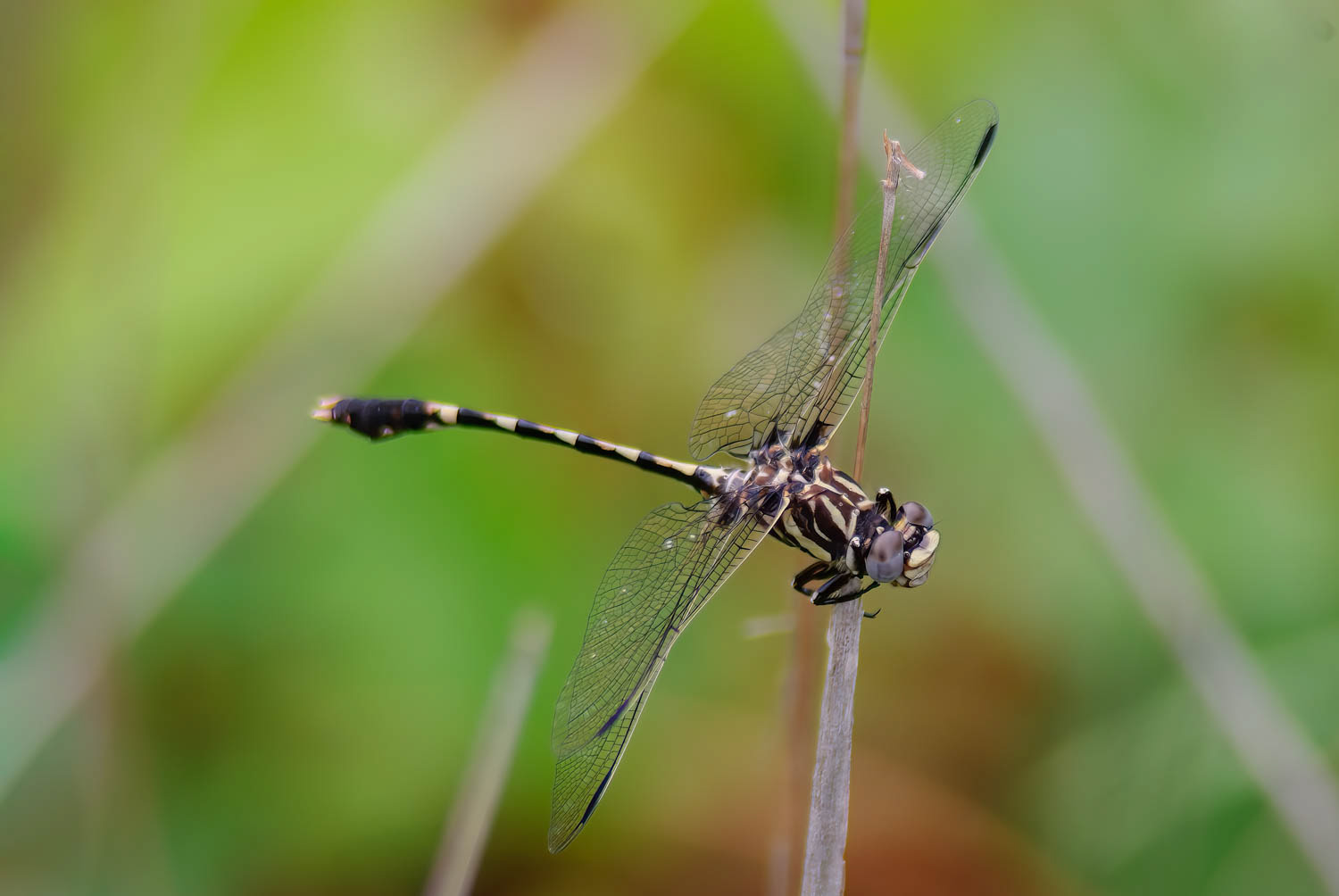 Common Sanddragon (Progomphus obscurus)