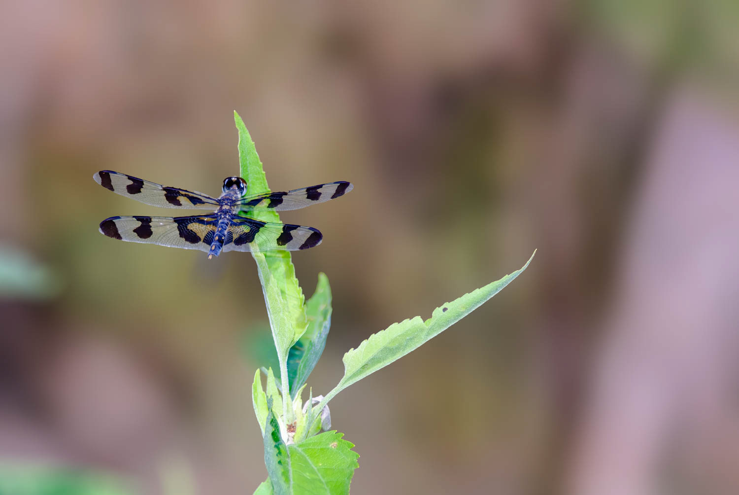 Banded Pennant (Celithemis fasciata)