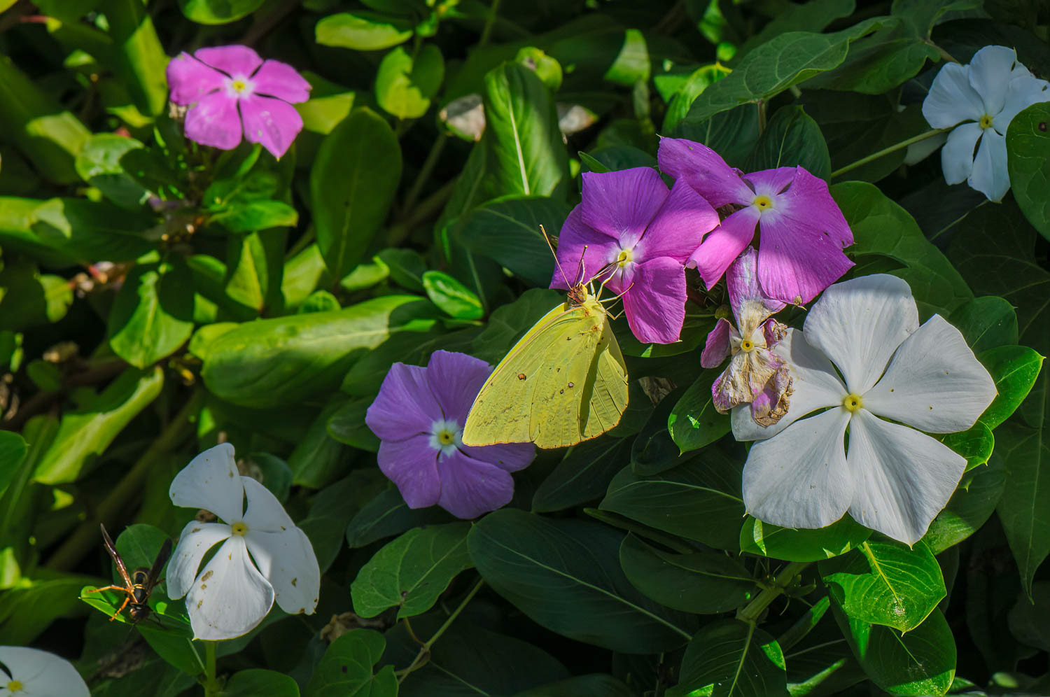 Cloudless Sulphur (Phoebis sennae)