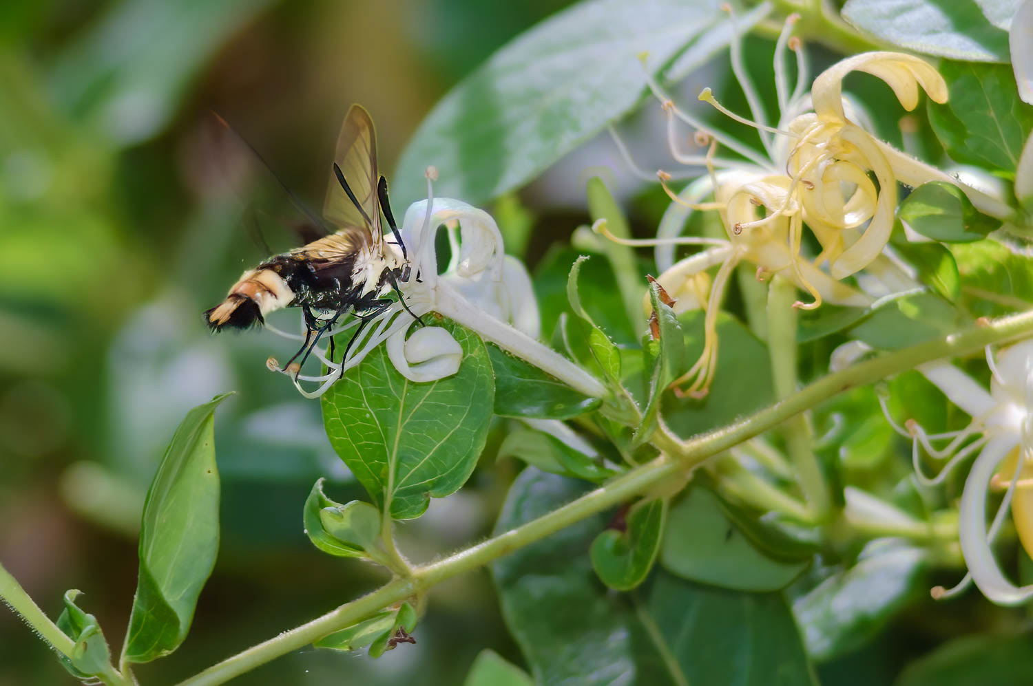 Snowberry Clearwing Moth (Hemaris diffinis)