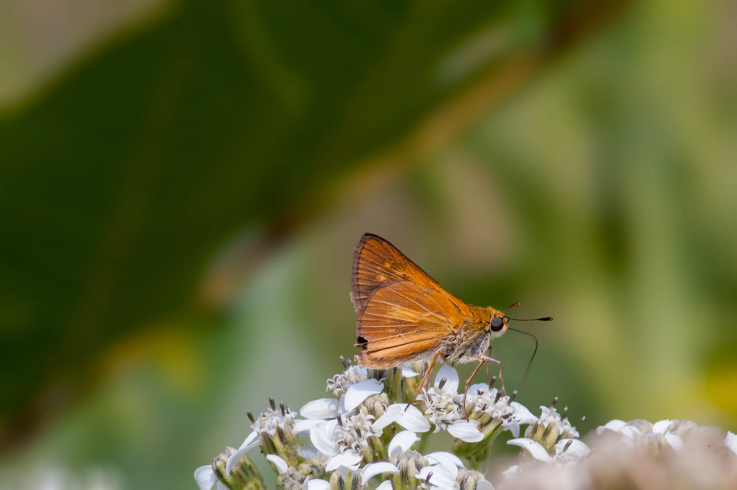 Dion Skipper (Euphyes dion)
