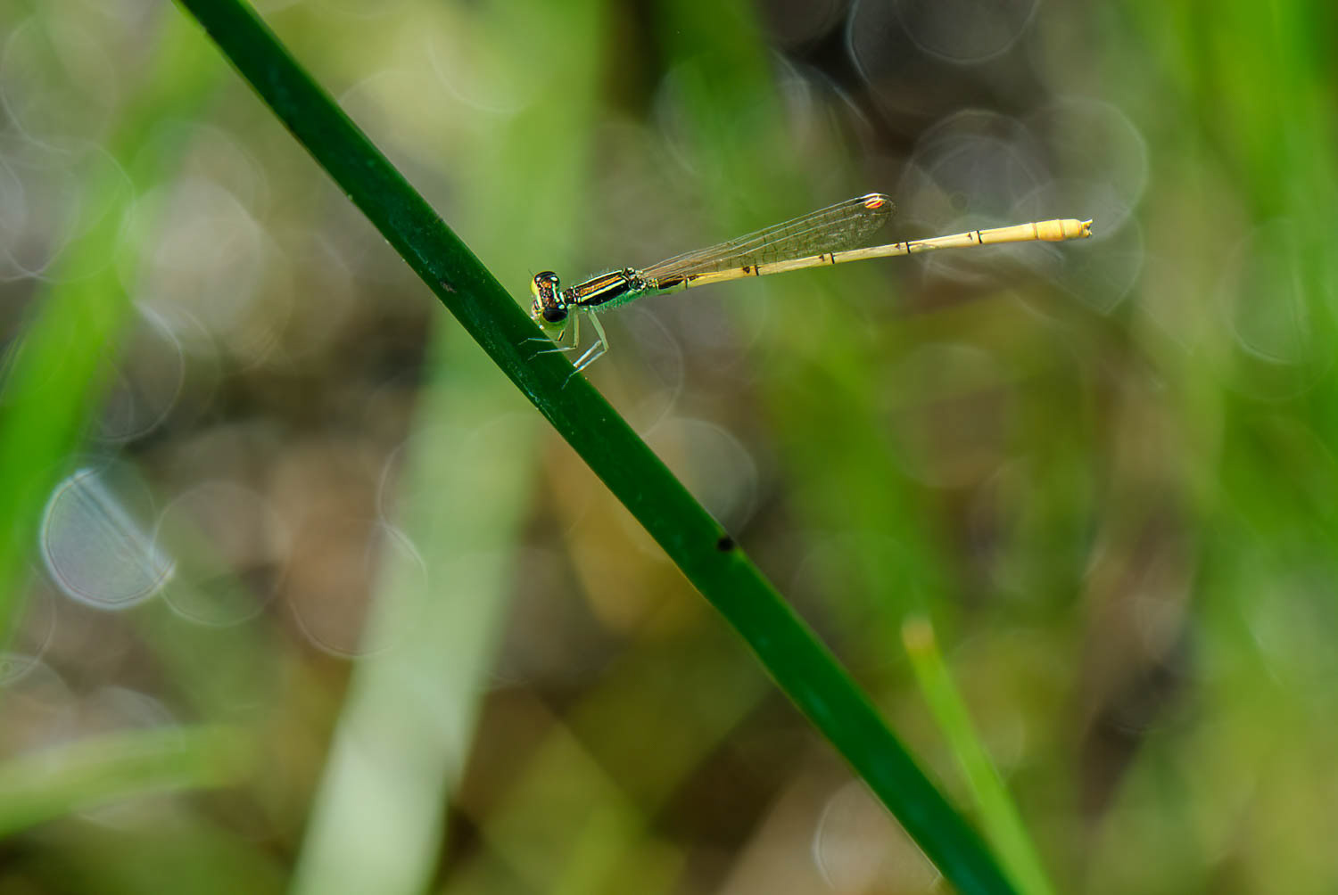 Citrine Forktail (Ischnura hastata