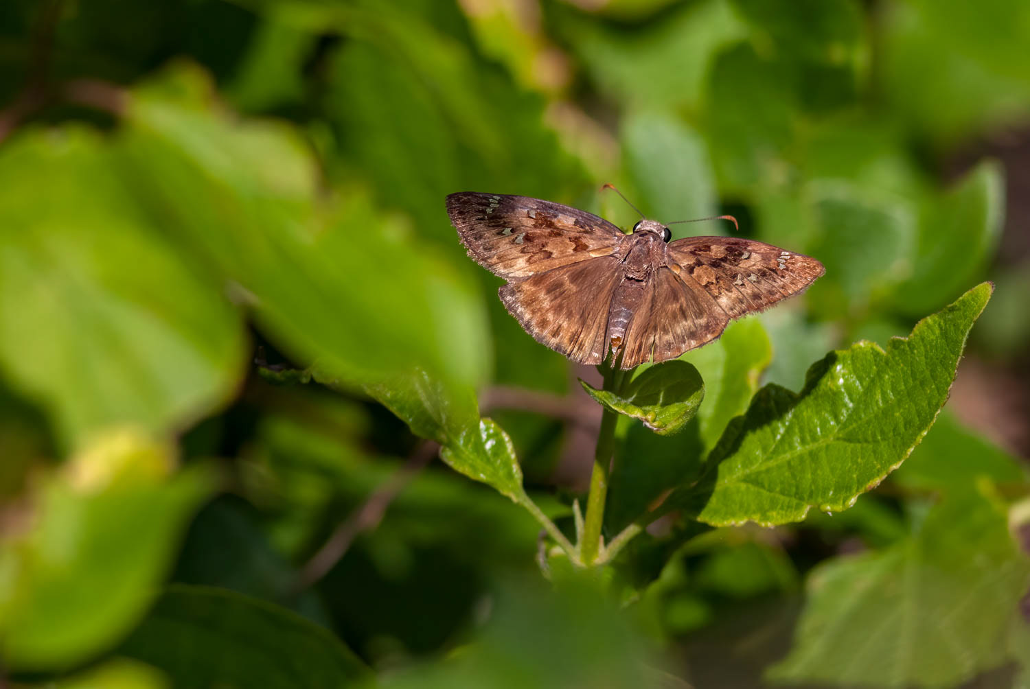 Juvenal's Duskywing Erynnis juvenalis