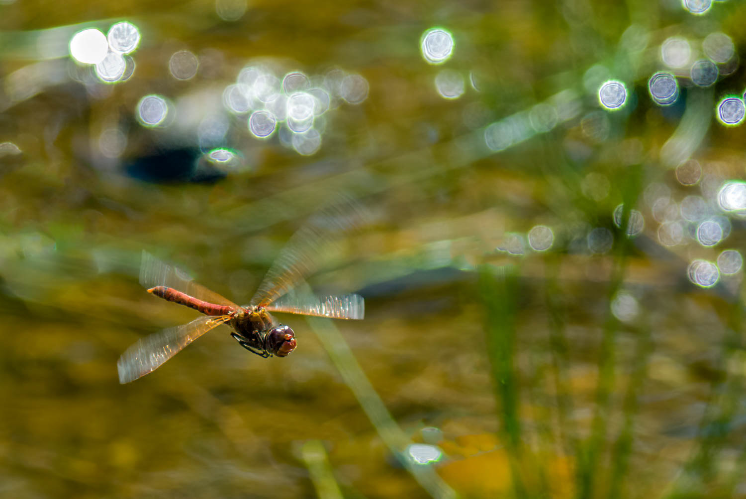 Autumn Meadowhawk (Sympetrum vicinum)