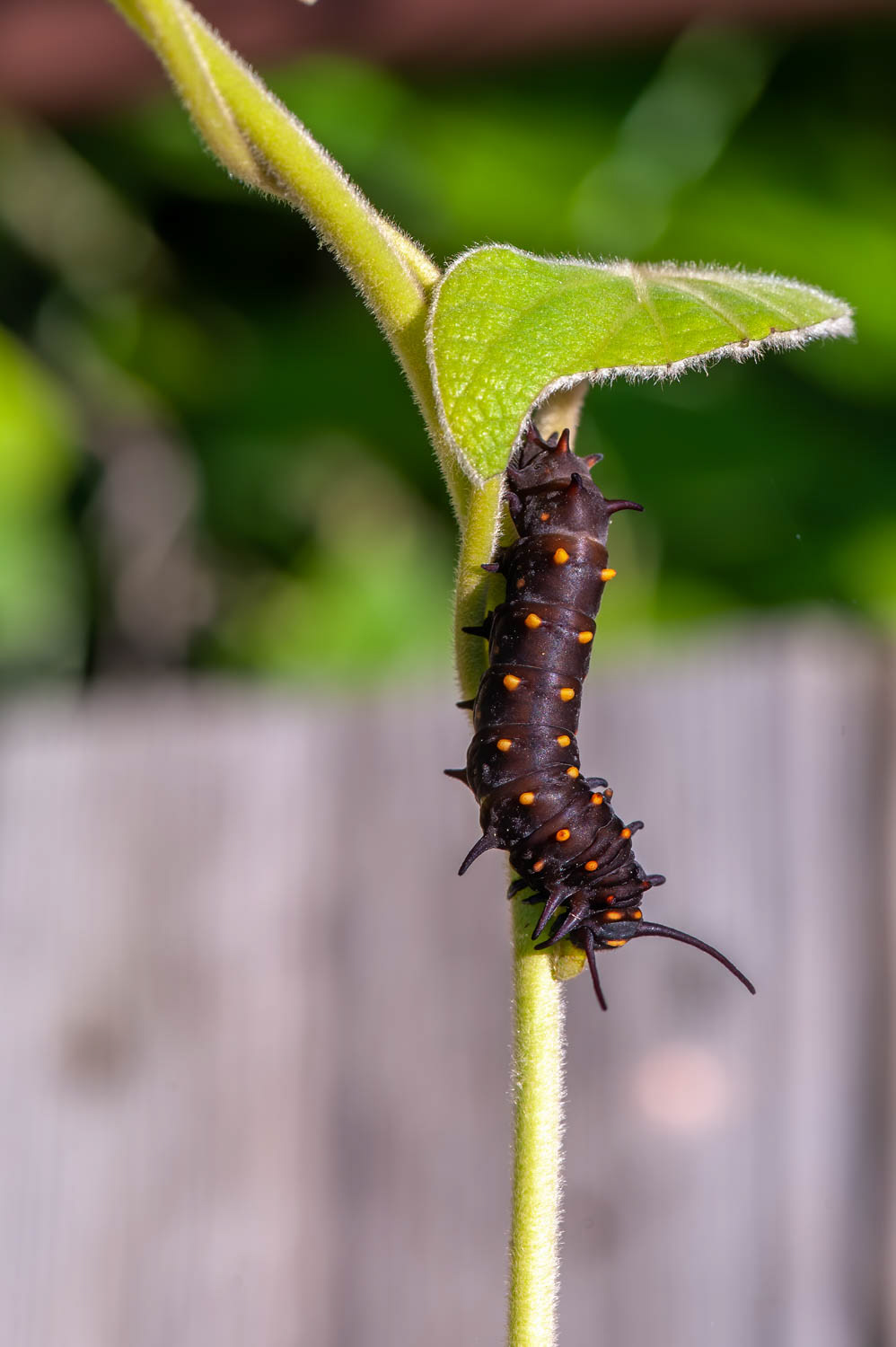 Pipevine Swallowtail Caterpillar (Battus philenor)