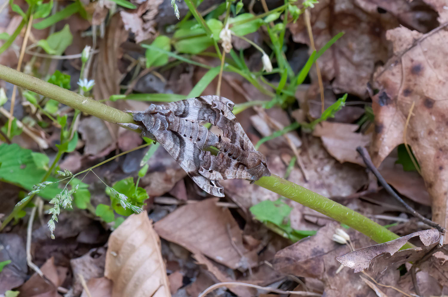 Pandorus Sphinx Moth (Eumorpha pandorus)