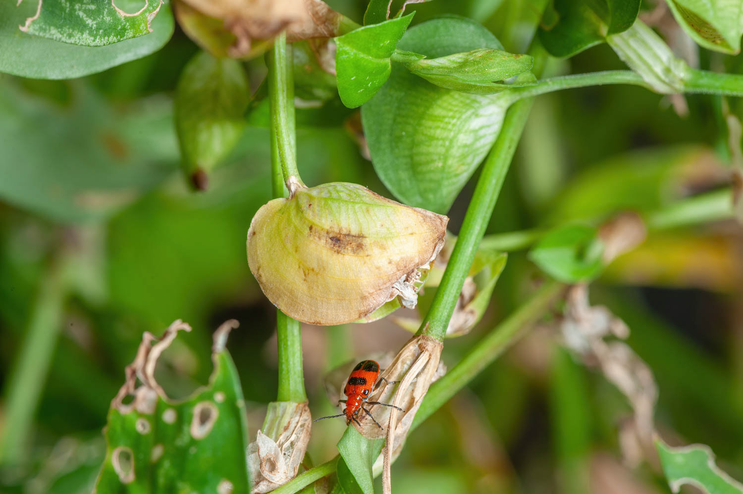 Six-spotted Neolema (Neolema sexpunctata)