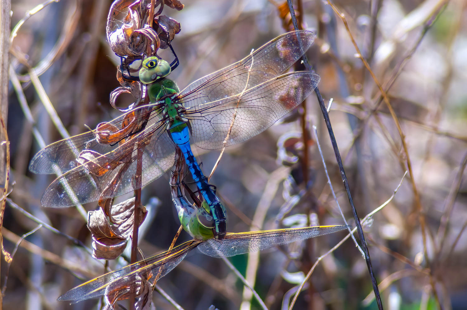 Common Green Darners (Anax junius) Breeding