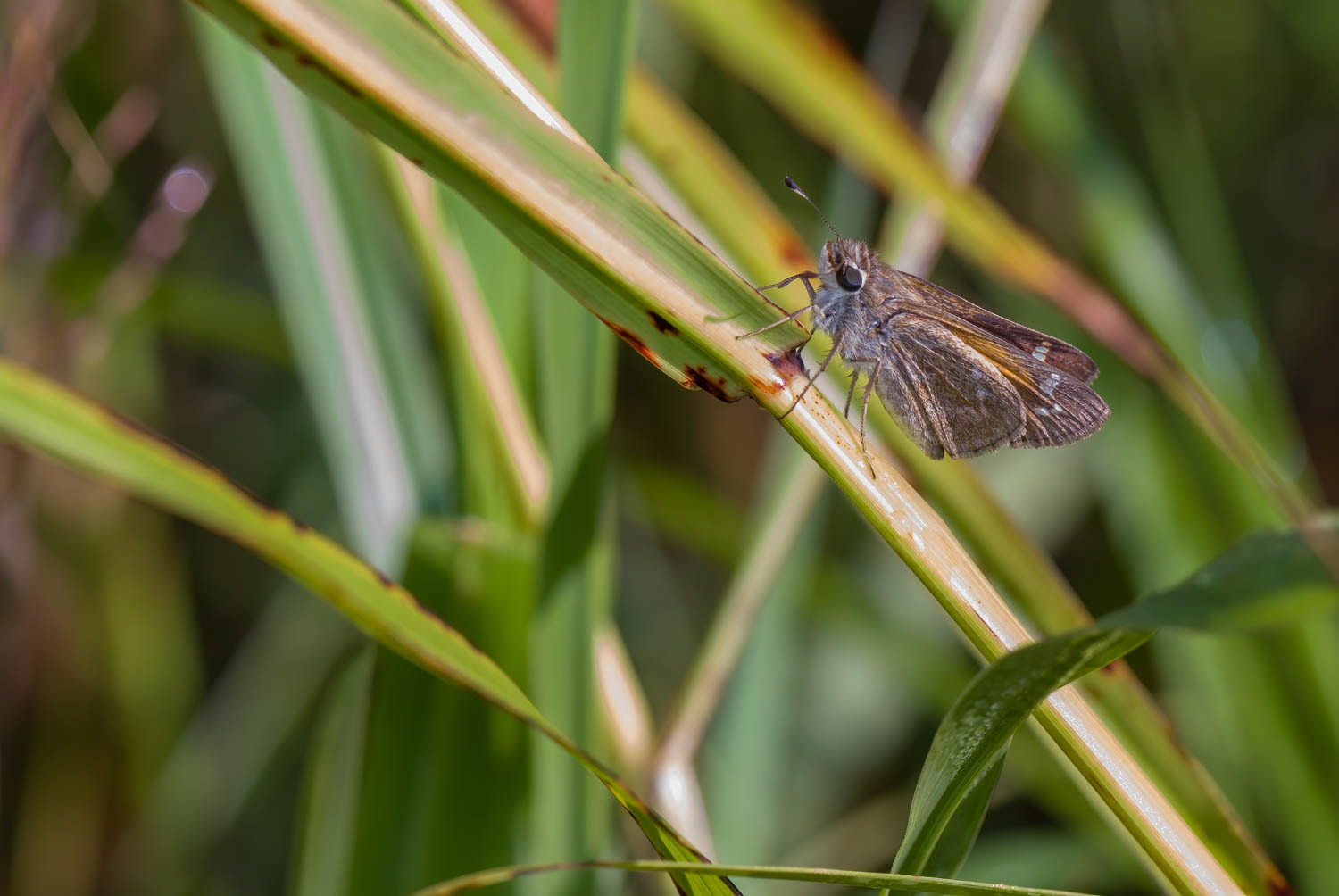 Sachem Skipper (Atalopedes campestris)