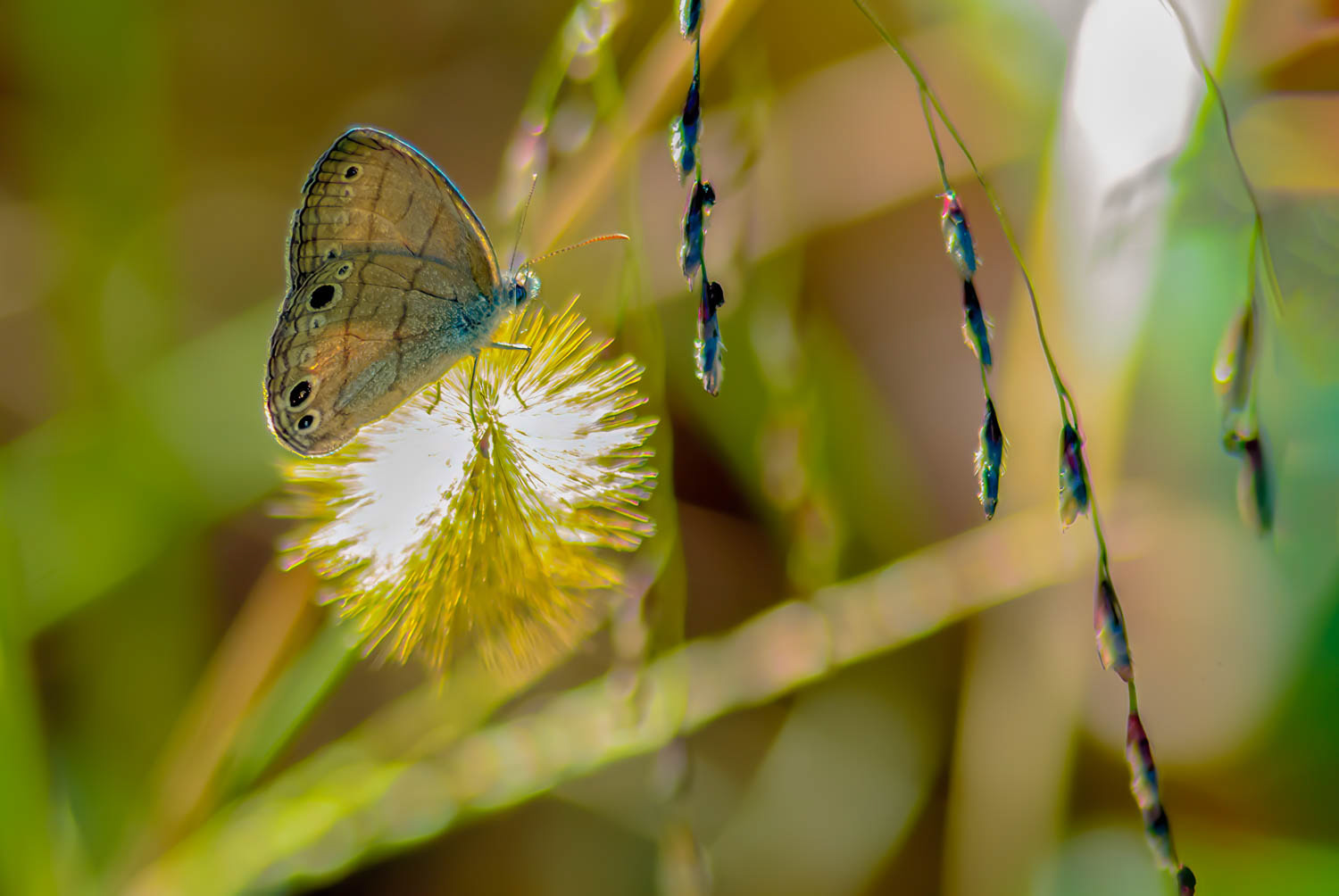 Carolina Satyr (Hermeuptychia sosybius)