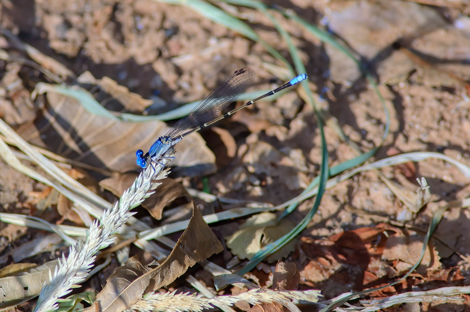 Blue-tipped Dancer (Argia tibialis) Male