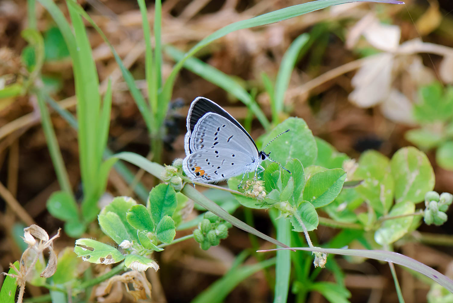 Eastern Tailed Blue (Cupido comyntas)