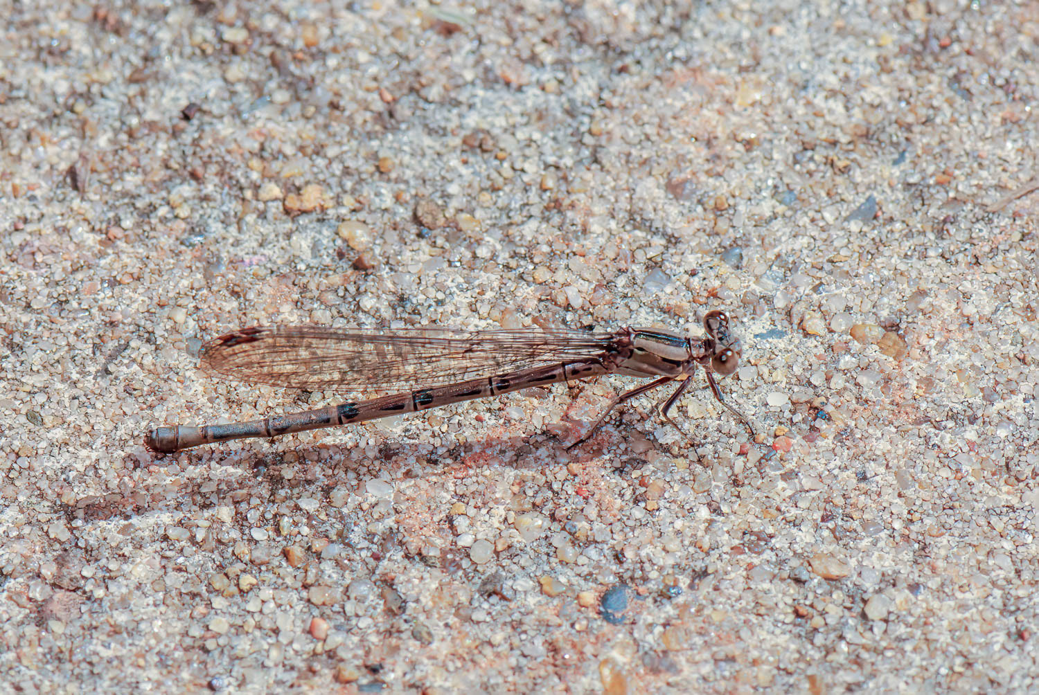 Aztec Dancer (Argia nahuana)