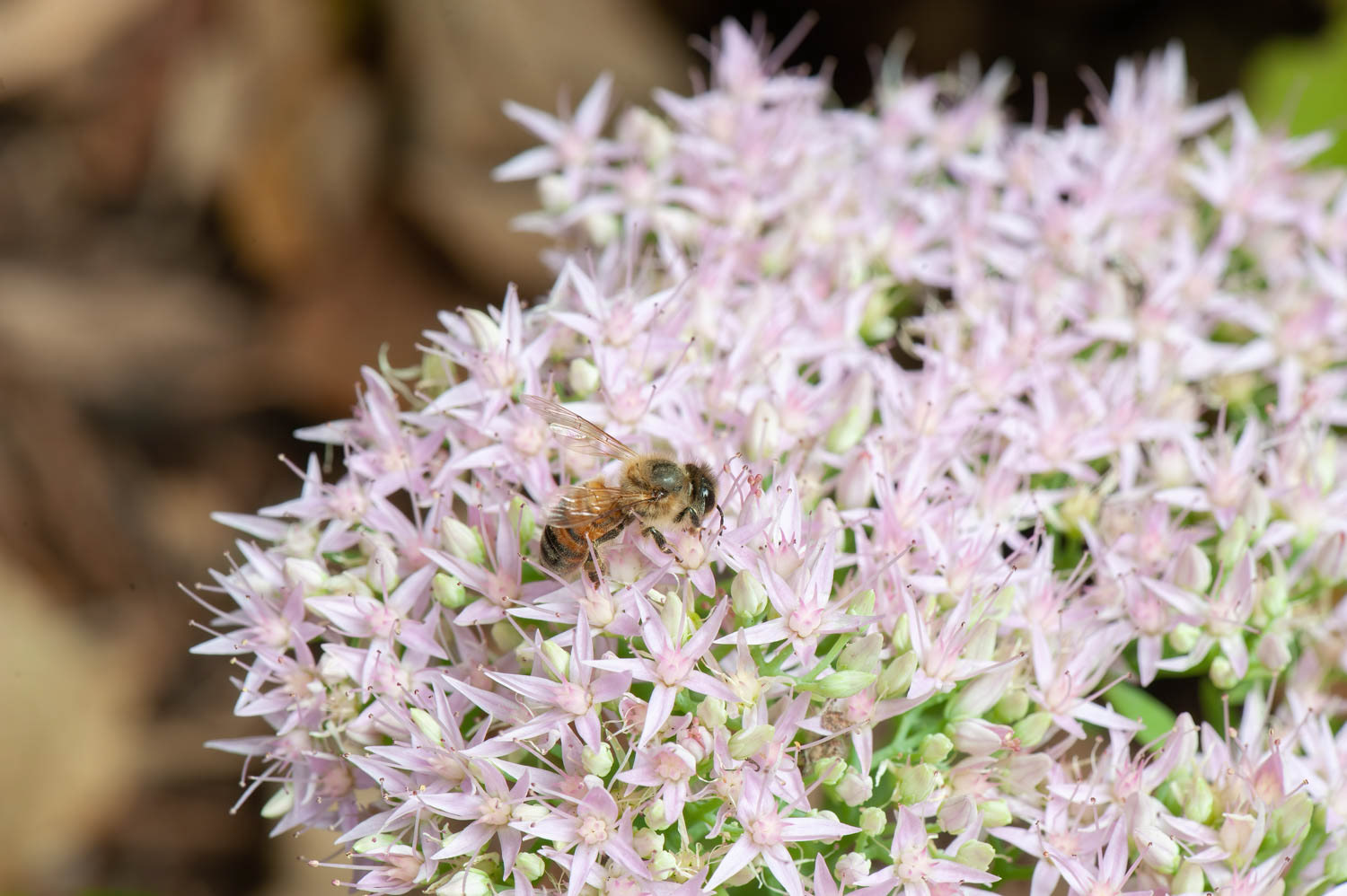 Western Honetbee (Apis meliffera)