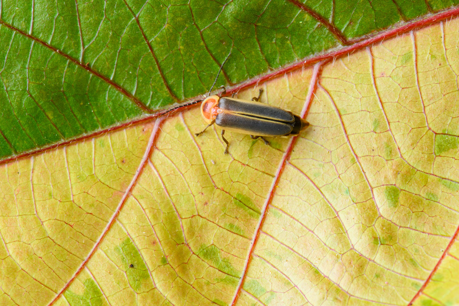 Big Dipper Firefly (Photinus pyralis)
