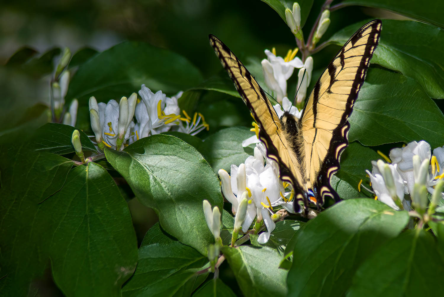 Eastern Tiger Swallowtail (Pterourus glaucus)