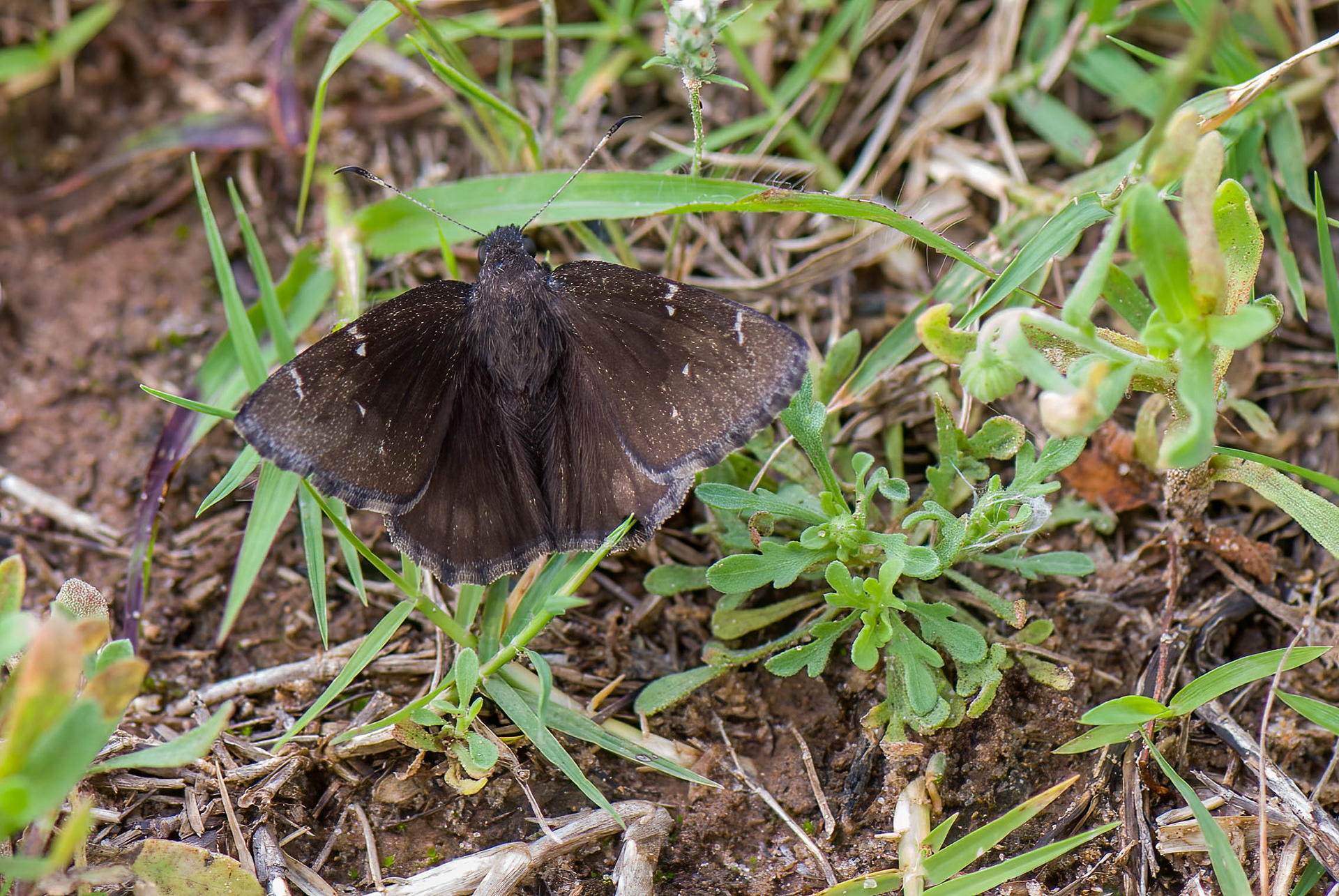 Northern Cloudywing (Thorybes pylades)