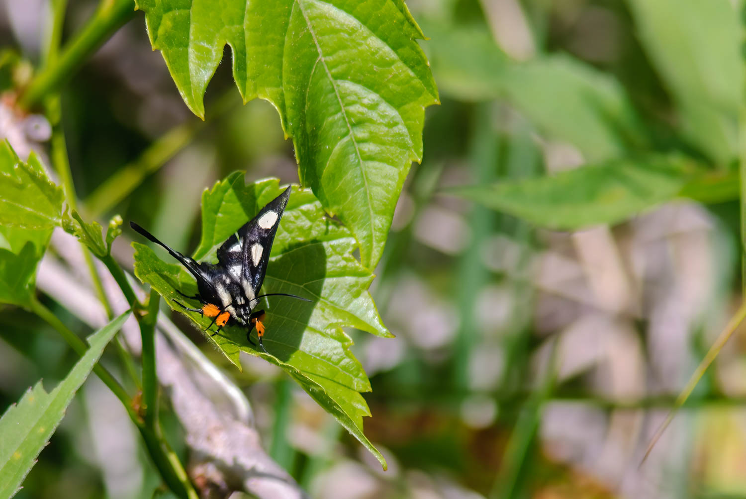 Eight-spotted Forester (Alypia octomaculata)