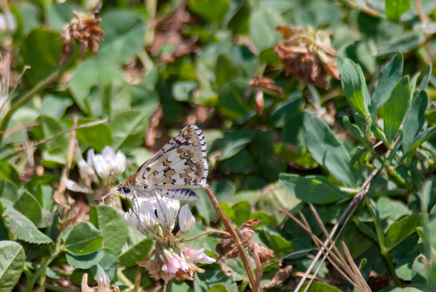 Checkered Skipper (Burnsius communis)