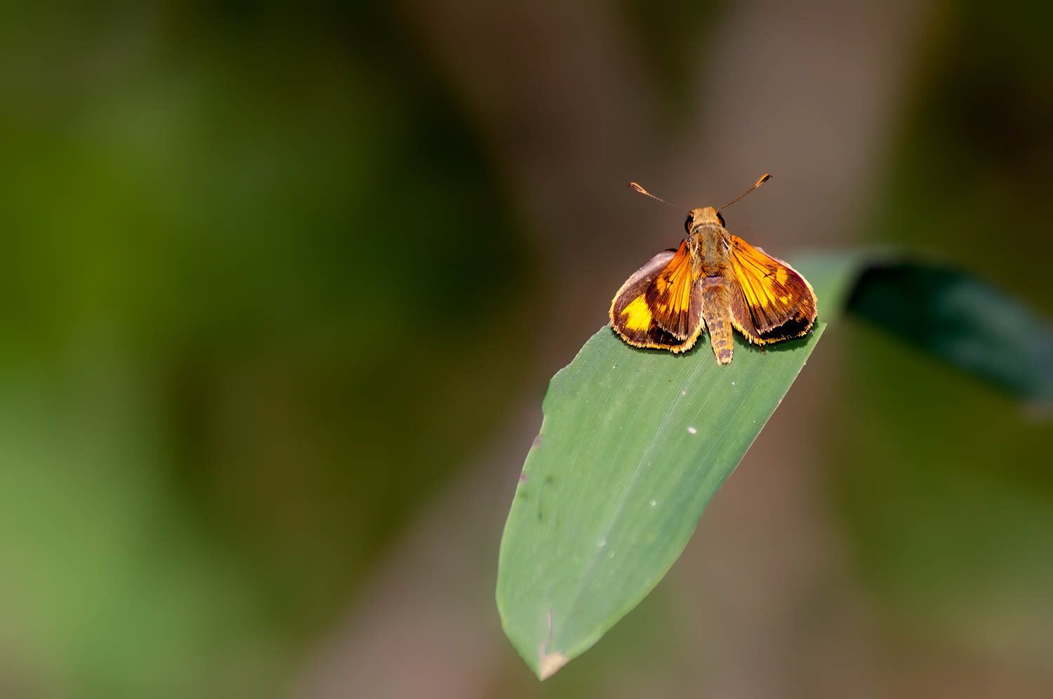 Zabulon Skipper (Lon zabulon)