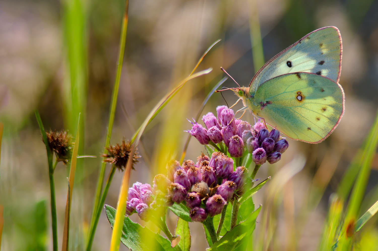 Clouded Sulphur (Colias philodice)