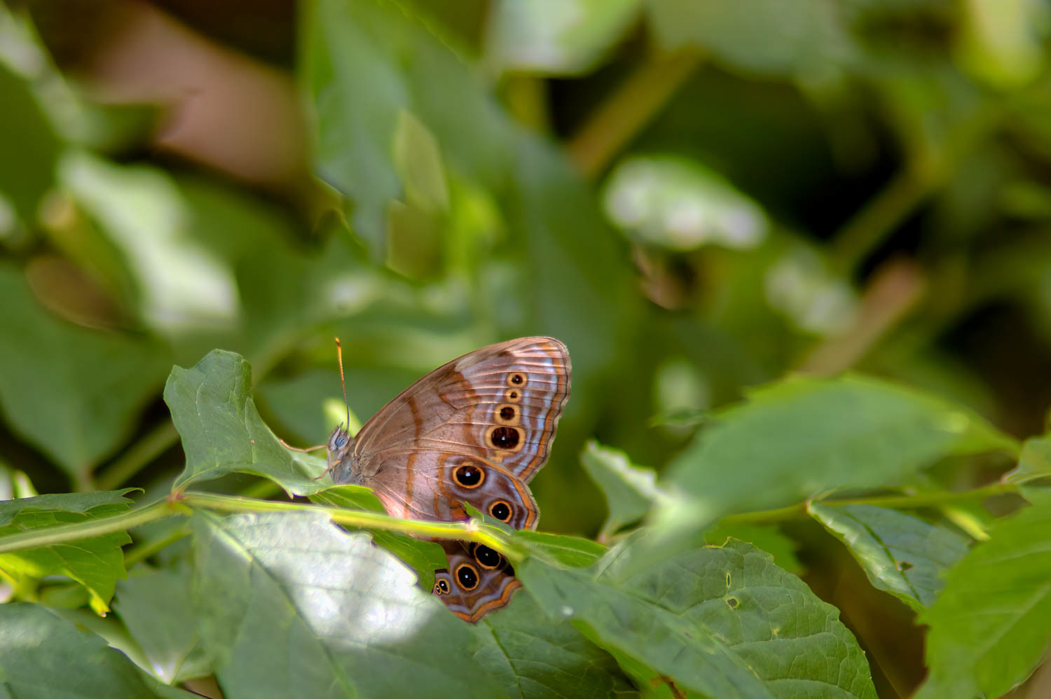 Northern Pearly Eye (Enodia anthedon)