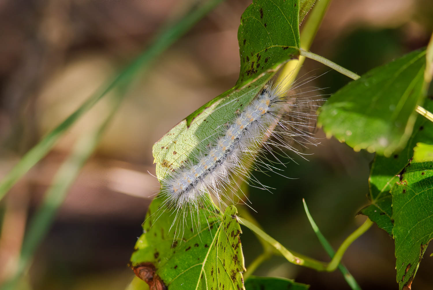Fall Webworm (Hyphantria cunea)
