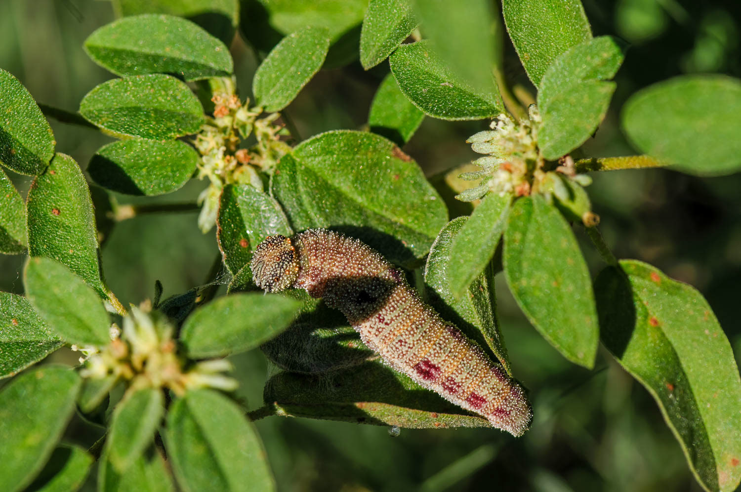 Eastern-tailed Blue Caterpillar Cupido comyntas)