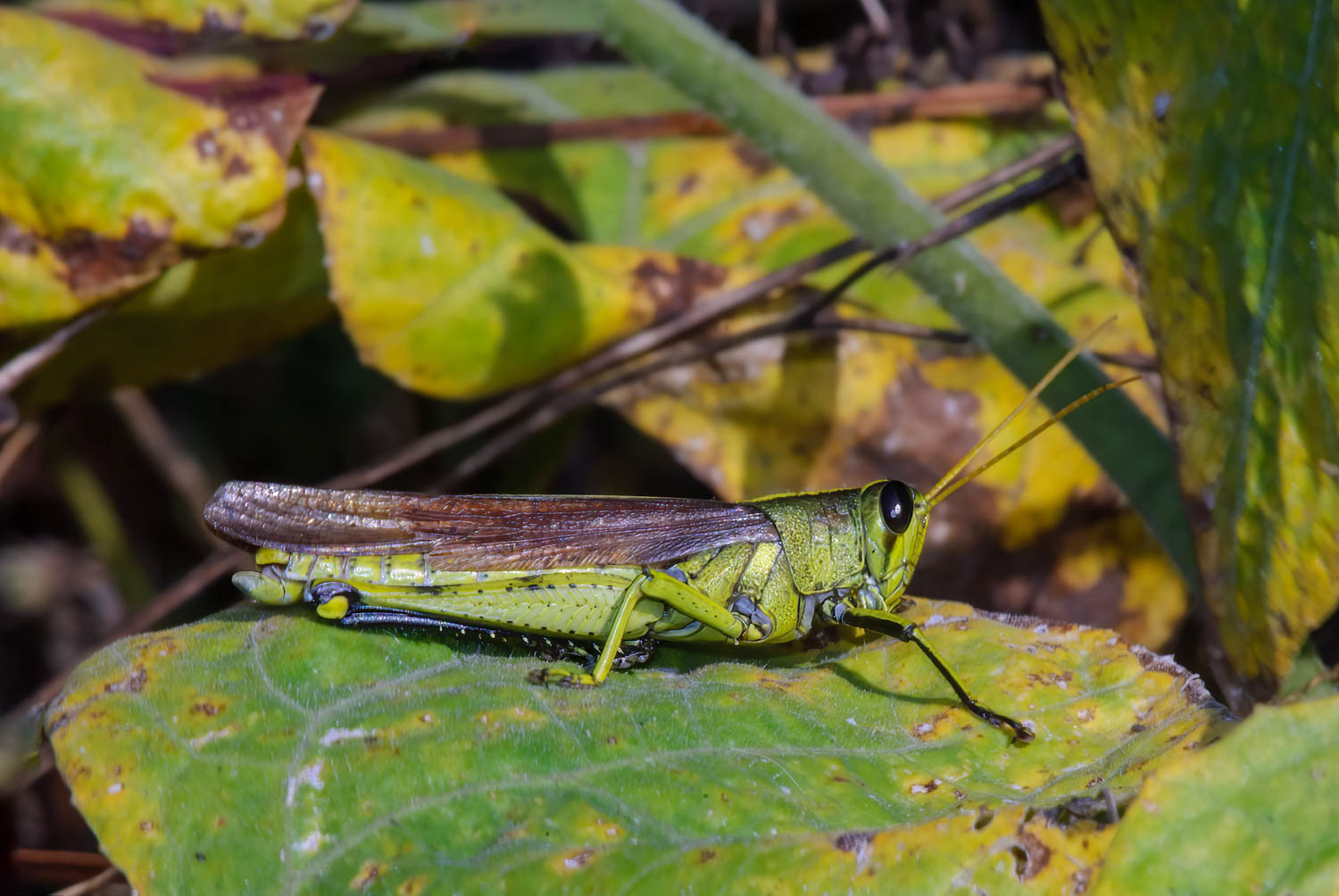 Obscure Bird Grasshopper (Schistocerca obscura)