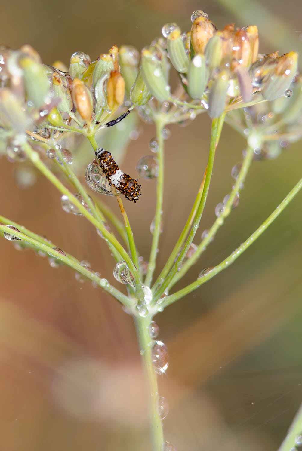 Black Swallowtail Caterpillar (Papilio polyxenes) 1st Instar