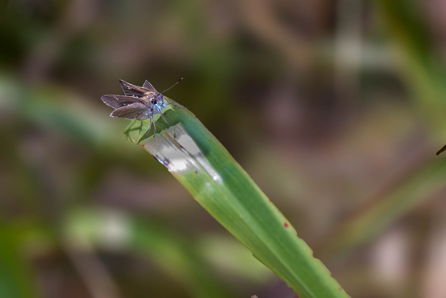 Eufala Skipper (Lerodea eufala)