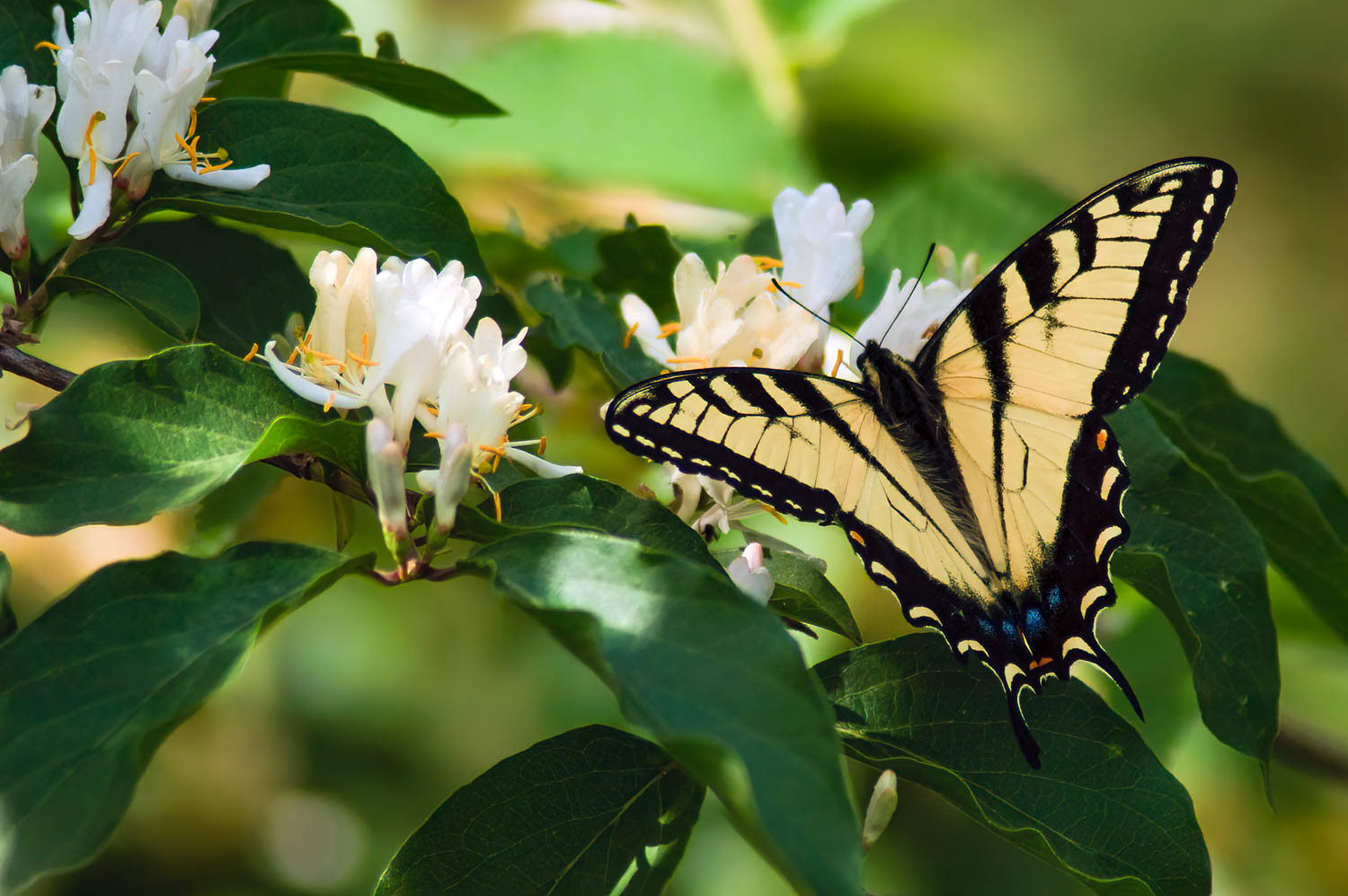 Eastern Tiger Swallowtail (Pterourus glaucus)