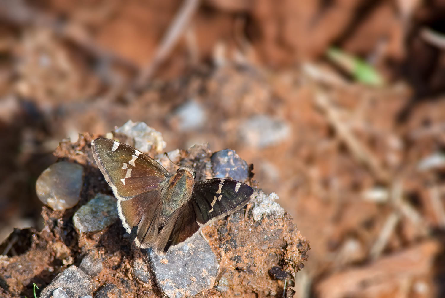 Southern Cloudywing (Thorybes bathyllus)