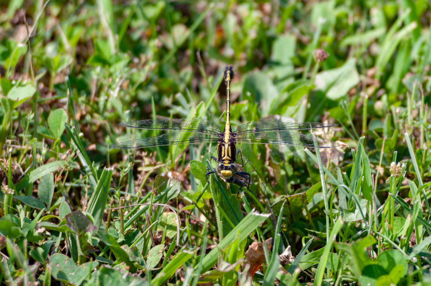 Black-shouldered Spinyleg (Dromogomphus spinosus)